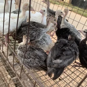 6-8 Week Old Local Turkeys Now Available