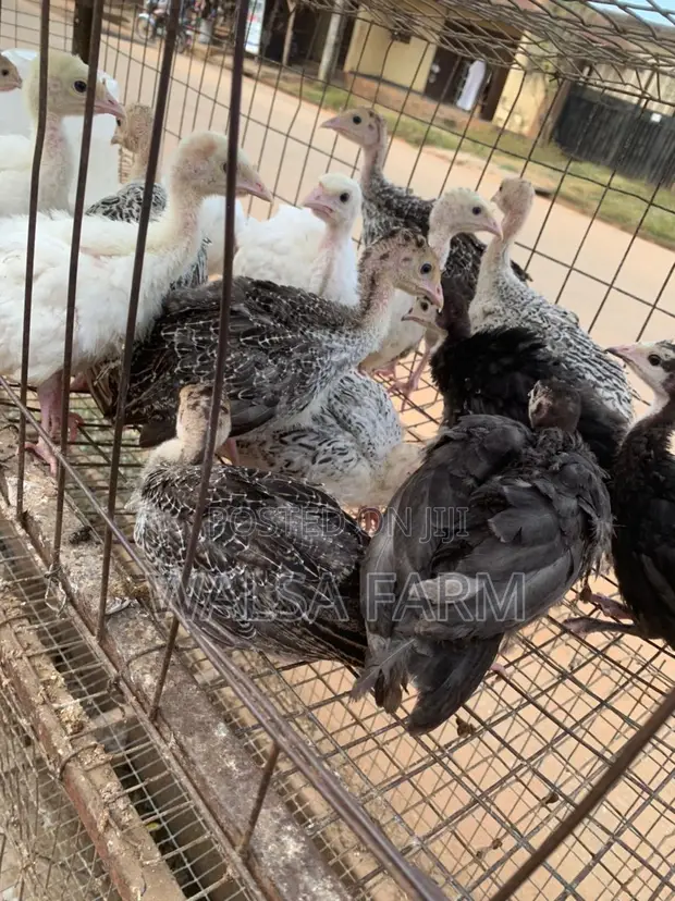 6-8 Week Old Local Turkeys Now Available