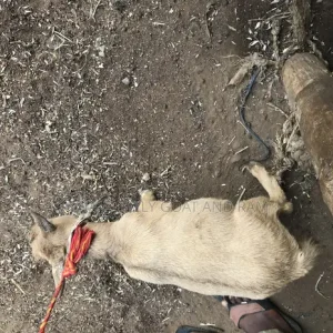 Live Goat