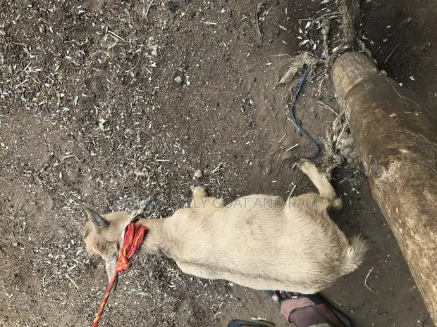 Live Goat