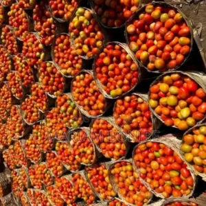 Fresh Utc Tomatoes